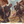 Load image into Gallery viewer, Ashbound Chronicles